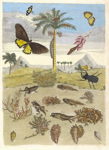 Stag beetle, Amphibians, and Palm trees. From the Book Metamorphosis insectorum..., 1705. Creator: Merian, Maria Sibylla (1647-1717).