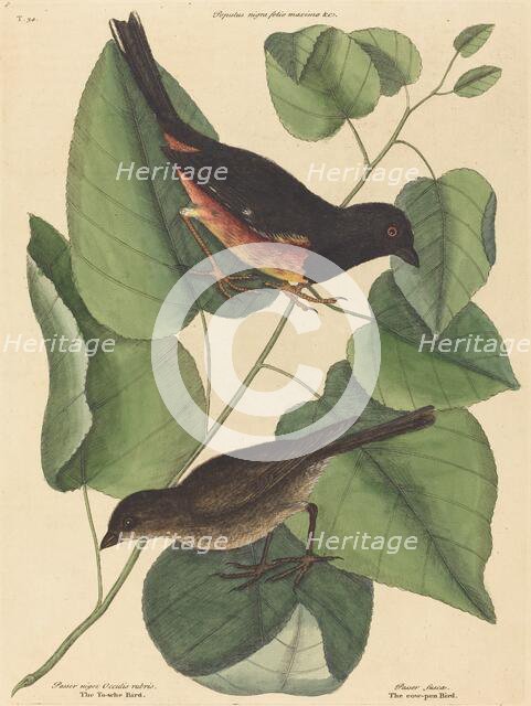 The Towhe Bird (Fringilla erythrophthalma), published 1754. Creator: Mark Catesby.