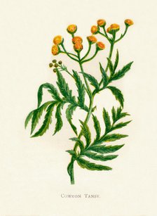 'Common Tansy', c1891, (1891). Artist: Anne Pratt.