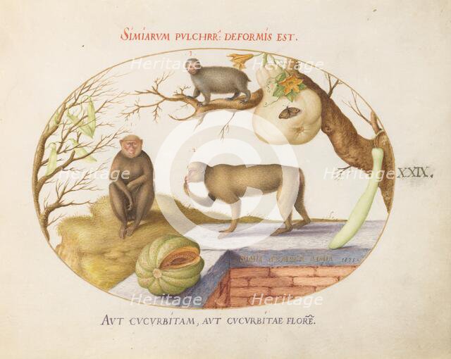 Animalia Qvadrvpedia et Reptilia (Terra): Plate XXIX, c. 1575/1580. Creator: Joris Hoefnagel.