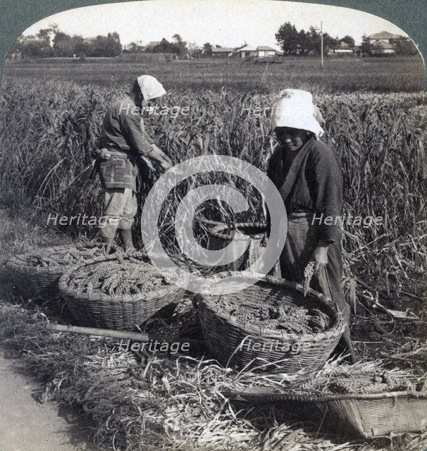 Peasants cutting millet, near Yokohama, Japan, 1904. Artist: Underwood & Underwood