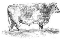 Mr. J. Cooper's short-horned bull, 1844. Creator: Unknown.