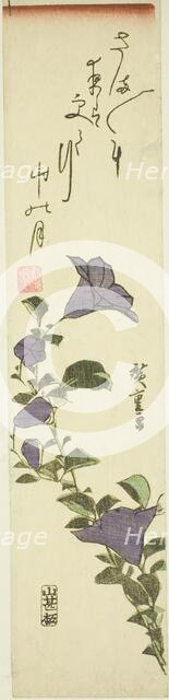 Chinese Bell Flowers, c. 1830s. Creator: Ando Hiroshige.