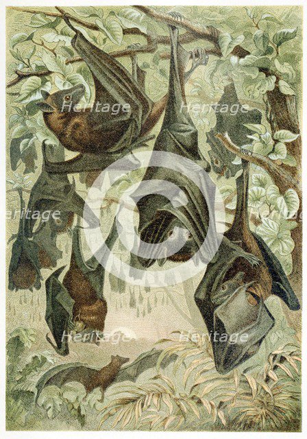 Flying Foxes, from Brehms Tierleben, pub. 1860's (colour lithograph) , 1860. Creator: German School (19th Century).