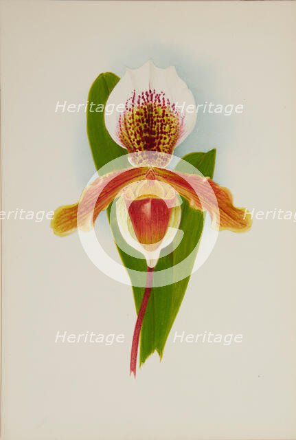 Orchid: Cypridium Milo, 1906. Creator: Frederick William Bolas.