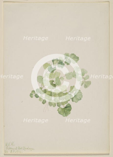 Puccoon (Lithospermum ruderale), 1923. Creator: Mary Vaux Walcott.