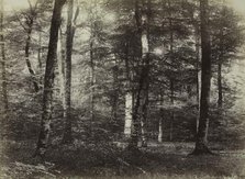 Untitled (The Forest of Fontainbleau), c. 1874. Creator: Constant Alexandre Famin (French, 1827-1888).