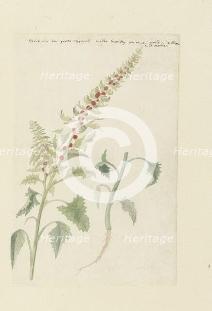 Chenopodium foliosum Aschers, formerly Blitum vergatum (Leafy goosefoot), 1778-1786. Creator: Robert Jacob Gordon.