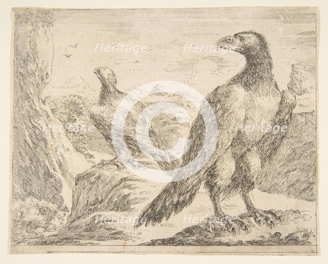 Two eagles, from 'Eagles' (Les aigles), ca. 1651. Creator: Stefano della Bella.