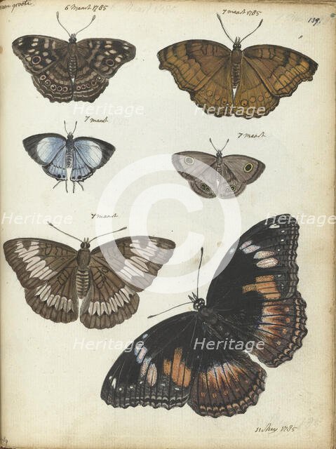 Butterflies from Java, 1785. Creator: Jan Brandes.