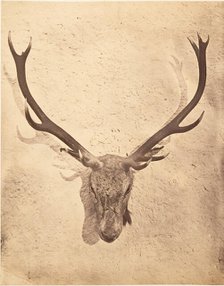 Stag Trophy Head Killed by Ned Ross, ca. 1857. Creator: Horatio Ross.