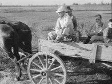 Horse and wagon is still a common means of transportation..., Southeast Missouri Farms, 1938. Creator: Dorothea Lange.