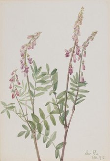 Pink Hedysarum (Hedysarum americanum), 1918. Creator: Mary Vaux Walcott.