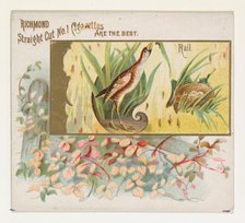 Rail, from the Game Birds series (N40) for Allen & Ginter Cigarettes, 1888-90. Creator: Allen & Ginter.