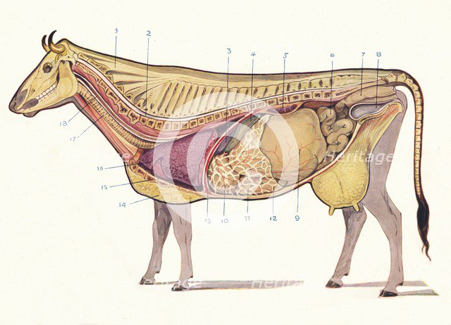 Median section of a cow, showing principal organs of digestion, etc, c1905 (c1910). Artist: Unknown.