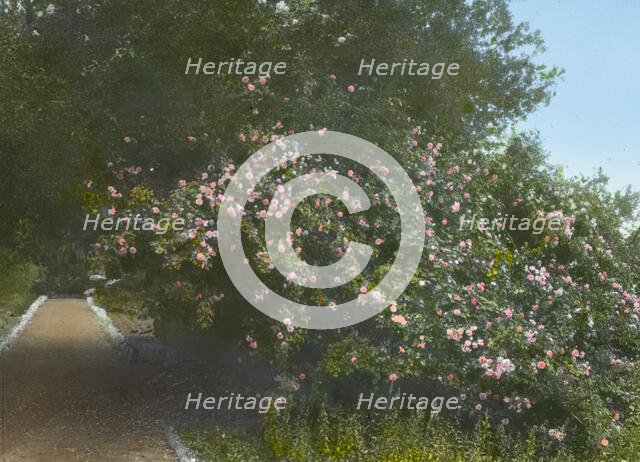 "Arcady," George Owen Knapp house, Sycamore Canyon Road, Montecito, California, 1917. Creator: Frances Benjamin Johnston.