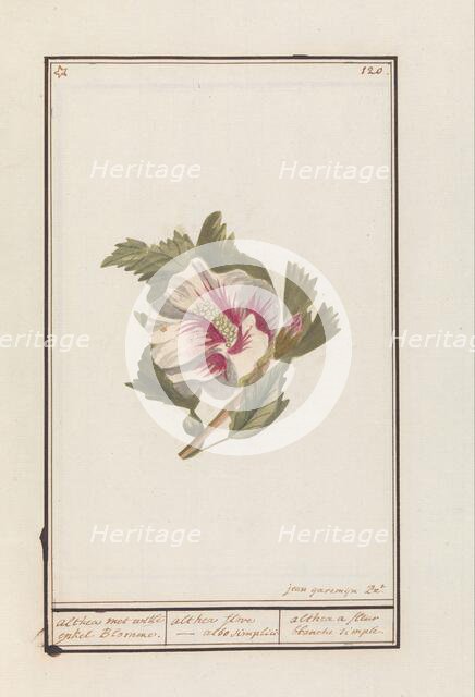 Hibiscus (Hibiscus syriacus), 1790-1799. Creator: Jan Garemijn.