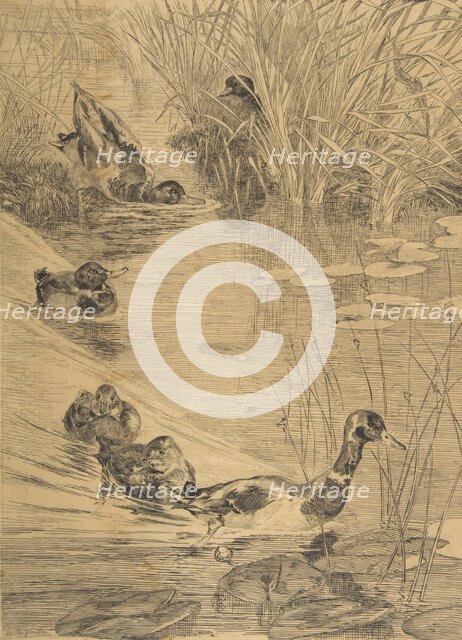 Ébats de canards, 1850-1914. Creator: Felix Bracquemond.