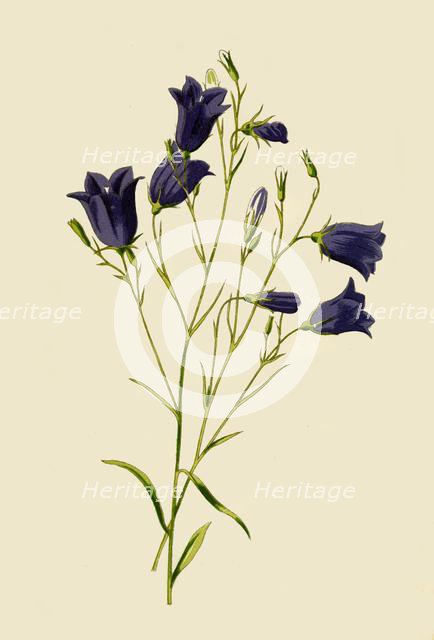'Harebell', 1877. Creator: Frederick Edward Hulme.