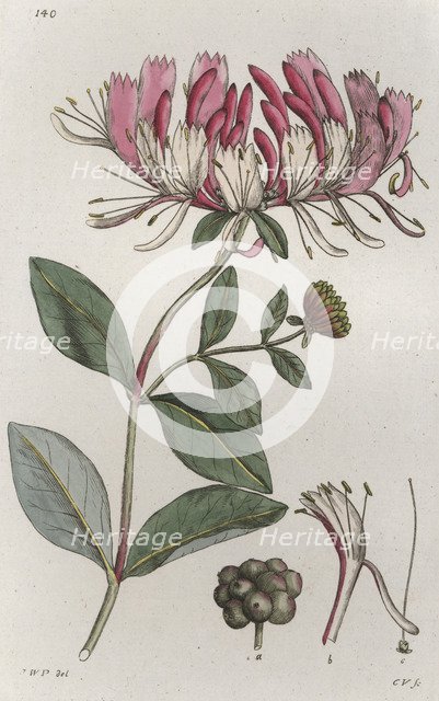 Honeysuckle (Lonicera periclymenum), 1804-1811. Artist: Johan Wilhelm Palmstruch