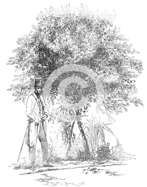 Large Rose-Tree (Hybrid China), at Mr. Buxton's Gardens, Wandsworth-Road, 1850. Creator: Unknown.