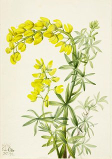 Yellow Lupine (Lupinis arboreus), 1933. Creator: Mary Vaux Walcott.