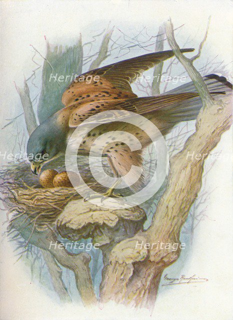 'Kestrel - fal'co tinnun'culus', c1910, (1910). Artist: George James Rankin.