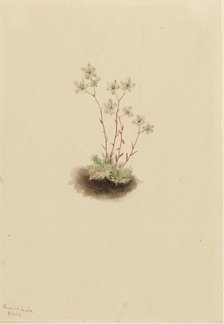 Spotted Saxifrage (Saxifraga bronchialis), 1903. Creator: Mary Vaux Walcott.