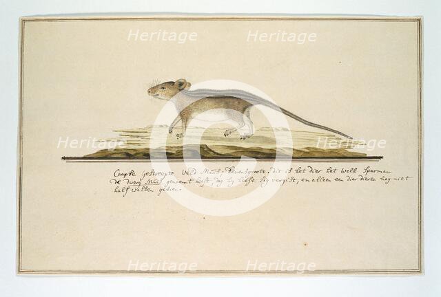 Rhabdomys pumilio (Four-striped grass mouse), in or after c.1786. Creator: Robert Jacob Gordon.