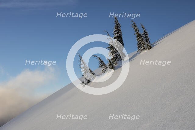 Tree Family. Creator: Joshua Johnston.