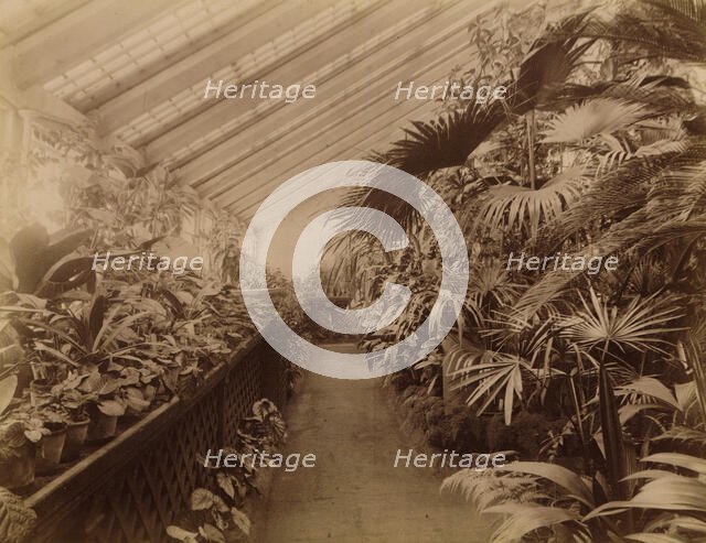 Interior of the Orangery; Tropical Section, 1890. Creator: Unknown.