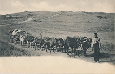 'A typical ox waggon - South Africa', early 20th century. Creator: Unknown.