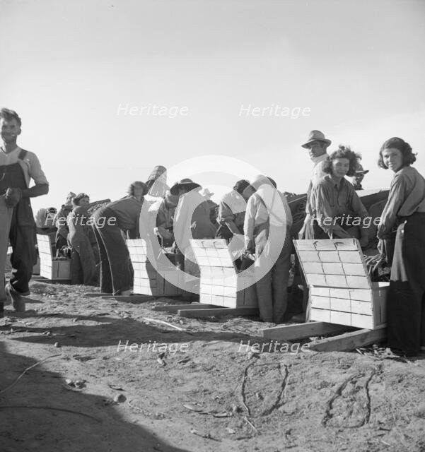 Large-scale industrialized agriculture, Calipatria, Imperial Valley, California, 1939. Creator: Dorothea Lange.
