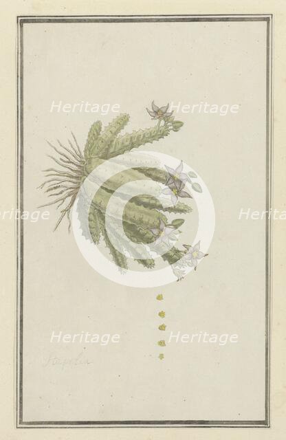 Piaranthus geminatus (Masson) N.E. Br.(Milkweed), 1777-1786. Creator: Robert Jacob Gordon.