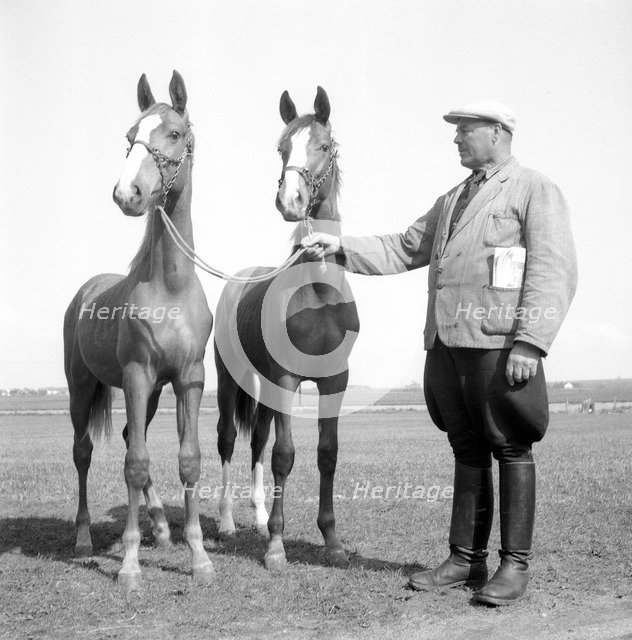 A horse breeder, Sweden, 1954. Artist: Unknown