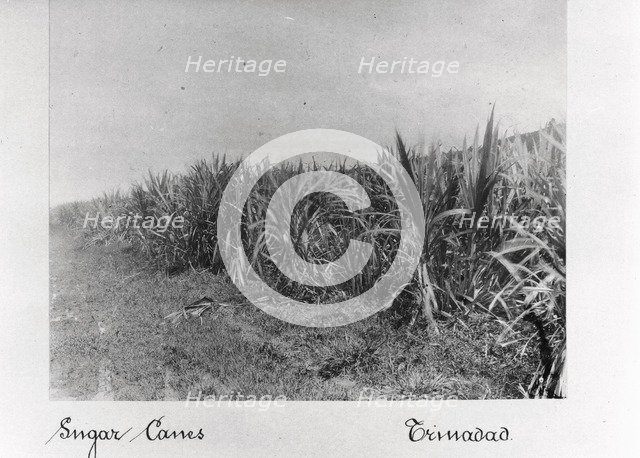 Field of sugar cane, Trinidad, 1897. Artist: Unknown
