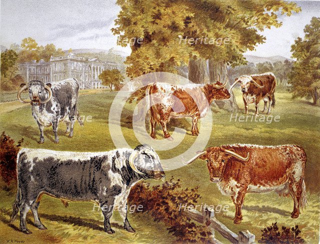 Longhorn cattle owned by Sir John Harpur-Crewe, Calke Abbey, 1885. Artist: Unknown