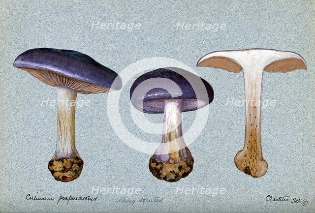 A fungus (Cortinarius purpurascens?): three fruiting bodies, one sectioned, 1897. Creator: Unknown.