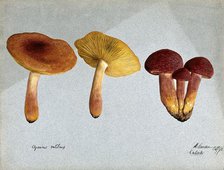 Plums and custard fungus (Tricholomopsis rutilans): five fruiting bodies, 1893. Creator: Edwin Wheeler.