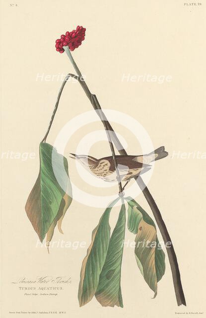 Louisiana Water Thrush, 1827. Creator: Robert Havell.