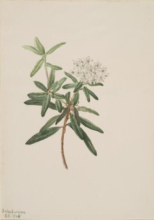 Labrador Tea (Ledum groenlandicum), 1905. Creator: Mary Vaux Walcott.