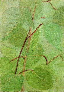 Sphinx Caterpillar, study for book Concealing Coloration in the Animal Kingdom, n.d. Creator: Abbott Handerson Thayer.
