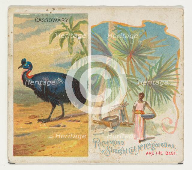 Cassowary, from Birds of the Tropics series (N38) for Allen & Ginter Cigarettes, 1889. Creator: Allen & Ginter.