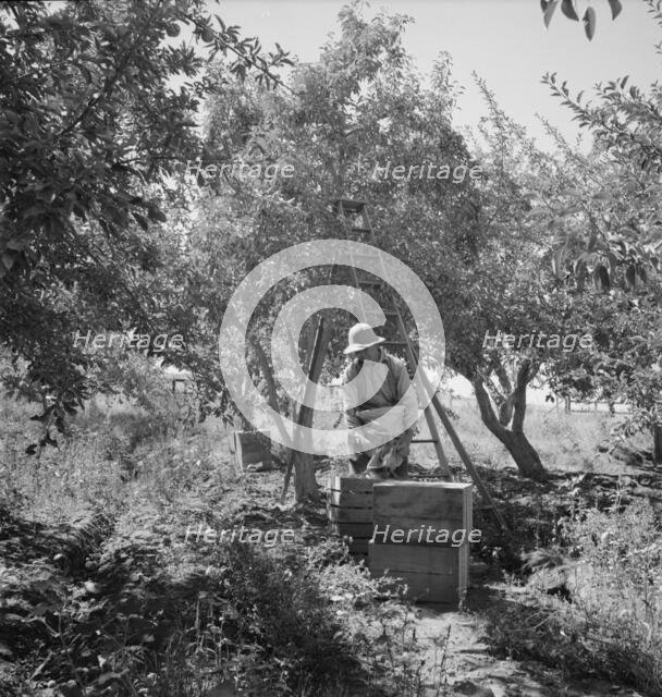 Possibly: Dumping full sack of picked pears to lug box..., Yakima Valley, Wahington, 1939. Creator: Dorothea Lange.