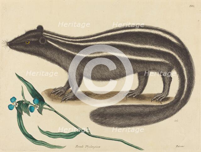 The Pole Cat (Viverra putorius), published 1731-1743. Creator: Mark Catesby.
