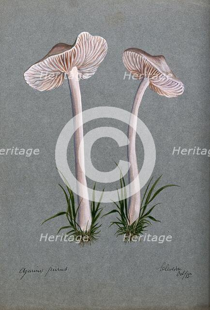 A fungus (Mycena pura): two fruiting bodies, 1885. Creator: Unknown.