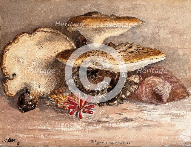 A bracket fungus (Polyporus squamosus): group of fruiting bodies. Creator: Unknown.