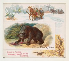 Black Bear, from Quadrupeds series (N41) for Allen & Ginter Cigarettes, 1890. Creator: Allen & Ginter.