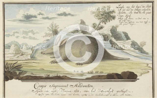 Orycteropus afer (Aardvark), 1777-1786. Creator: Robert Jacob Gordon.