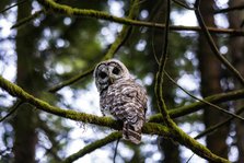Barred Owl. Creator: Joshua Johnston.